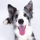 빛나는 강아지 이미지