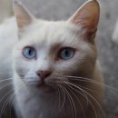 찐빵·만두 이미지