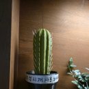 수원시 팔달구 행궁로 | [수원] 행궁동 멕시칸 음식 &#39;타코사노스&#39; 내돈내산 후기