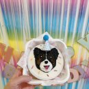 댕댕얌얌 이미지