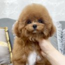 행운켄넬 이미지