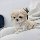 퍼피메이트 안심분양센터 동탄 강아지분양 이미지