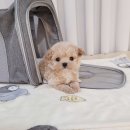 강아지분양 애견분양 꽃강아지 광진점 이미지