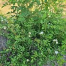 이팝농장 이미지