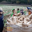 김장무 수확시기 김장무우 캐는시기 늦추는 법! 이미지