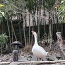 장안사산장식당 이미지