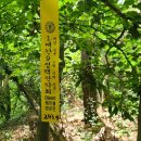 순창토종매실 이미지