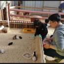 돈구농장 이미지