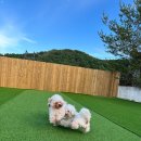 서구애견센타 이미지