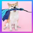 (주)리빙홀릭 이미지