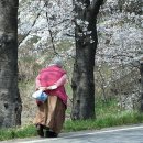 정읍 벚꽃축제 이미지
