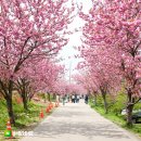 문수사 주차장 | 4월 21일 오늘 다녀온 서산 문수사 겹벚꽃 개화 상황 및 주차장 인파 등 풍경, 개심사 보다 한적 하지만