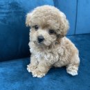 오마이퍼피 이미지