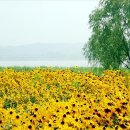 루드베키아 이미지