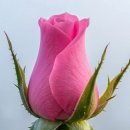 Tommy Roe - Dizzy 이미지