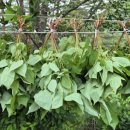 삼지목장 이미지