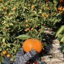 근영농장 이미지