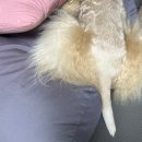 우프우프 | 강아지 샴푸 추천 우프서울 젠틀 워시 후기 : 판타롱 장모 코카스파니엘
