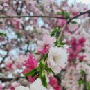 도진반점 이미지