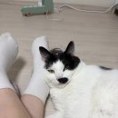동물학대 업보빔 반드시 존재하길 바라는 달글 이미지