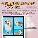 펫택시 네이버블로그