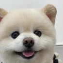 봉이네 애견미용 이미지