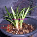 준 소프트 이미지