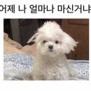 김정팔 카카오 검색결과