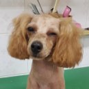 뽀미 애견 미용샵 이미지