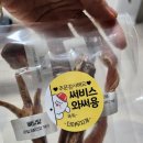 야무지개 | 15개월 말티푸 루이의간식은 더 야무지개에서 ~~~