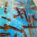 싱싱활어회 이미지