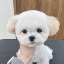 바림 펫그루밍샵 이미지