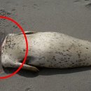 도대체 누가 …‘목 잘린 바다표범’ 잇따라 발견, ‘범인’ 알고보니 충격[포착] 이미지