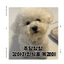 귀여운 강아지인식표목걸이 주당탕탕 후기