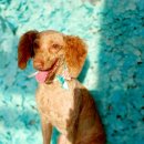 펫미리애견샵 이미지