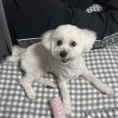 플로라펫 살롱 이미지