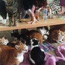 애니멀케어 이미지