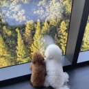 청운공원 | 3 🎀 (부암동 나들이 / 스코프 🍞🥯, 고블린피자🍕, 청운공원🌳, 평창동 EN갤러리 카페☕️, 승모근보톡스 후기)