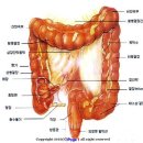 대장의 구조와 기능 이미지