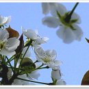이화(梨花)