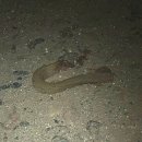 양덕주유소 이미지