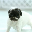 토이파티 이미지