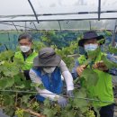 김영태농장 이미지