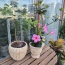 [내포]꽃집 잇플라워 it,flower 내돈내산 후기
