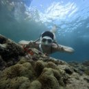 장풍푸드 | 보홀 여행 나팔링 셀프투어 vs 투어업체 뭐가 좋을까?!