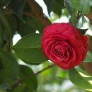 우리꽃식물원 이미지