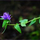 행복한눈물 이미지