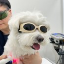 위런한방재활동물병원