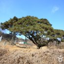 예천 사부리소나무 이미지