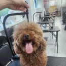 동동 애견 미용 이미지